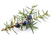 juniper berry